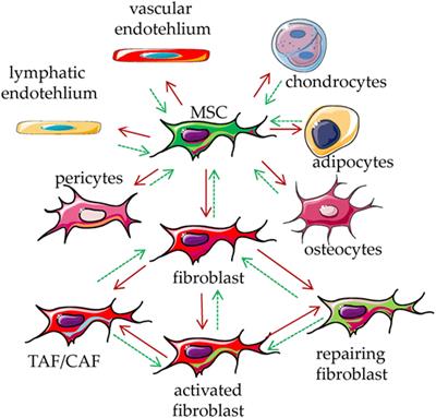 How to Hit Mesenchymal Stromal Cells and Make the Tumor Microenvironment Immunostimulant Rather Than Immunosuppressive